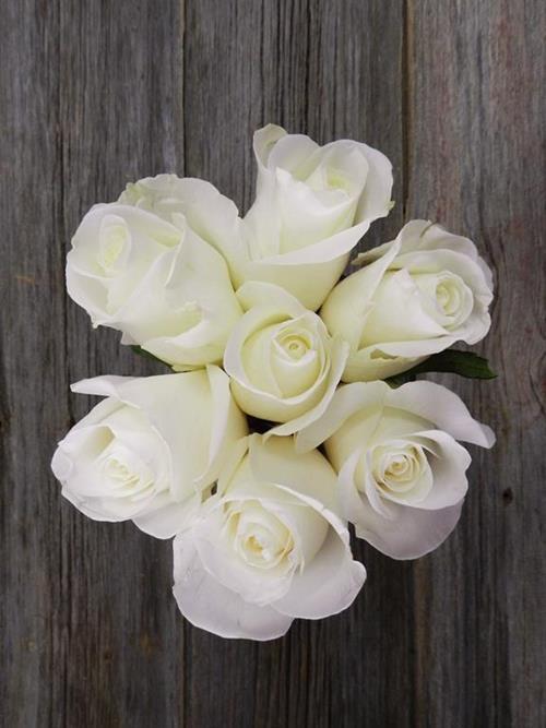 TIBET  WHITE ROSES